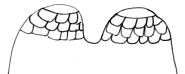 Dictyota Dichotoma