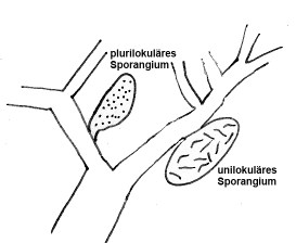 Ectocarpus