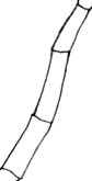 Polysiphonia