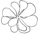 Synura