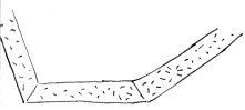Vaucheria