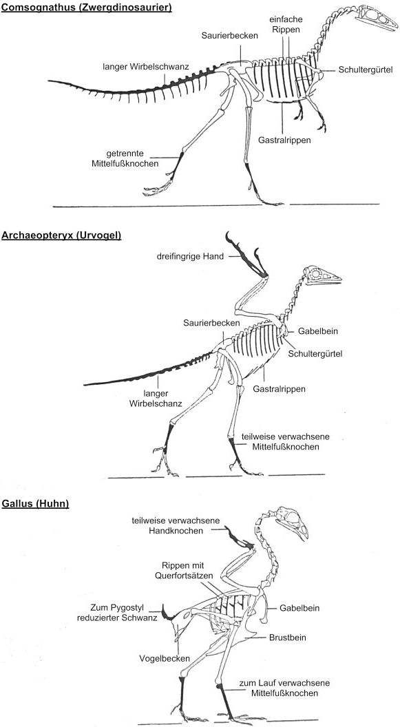 Archaeopteryx im Vergleich
