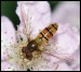 Schwebfliege