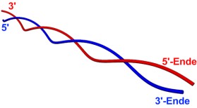 DNA-Doppelhelix DNA-Doppelhelix
