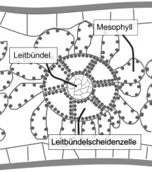 c4_aussehen